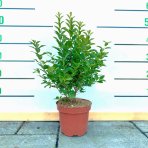 Vtáčí zob vajcolistý (Ligustrum ovalifolium) ´GREEN DIAMOND´® - výška 50-60 cm, kont. C2L 